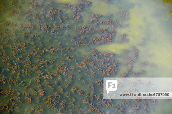 Baggersee mit Algenbewuchs  Luftbild