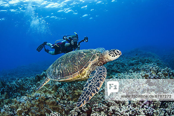 Hawaii  Maui  Green Sea Turtle Honu (Chelonia mydas) just above coral reef  Free diver with camera in background.
