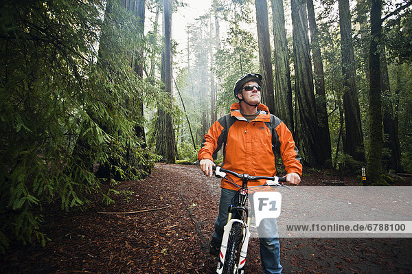 California  Big Basin Redwoods State Park  Man biking on trail in woods stops to admire the scenery.
