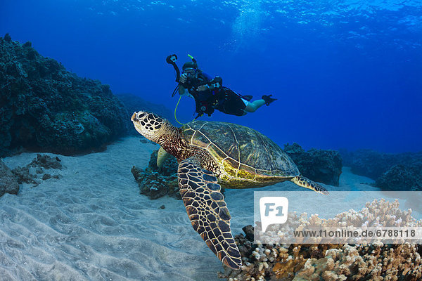 Endangered green sea turtle (Chelonia mydas)  a common sight around Hawaii  being photographed by a diver.