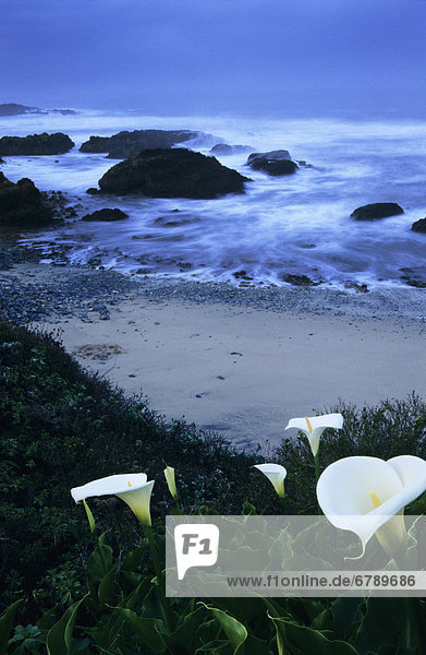 Kalifornien  Pescadero  Calla Lilien entlang der Küste  Strand und Meer im Hintergrund.