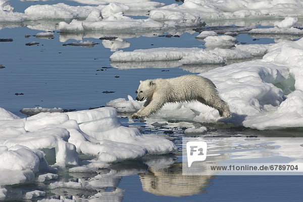 Eisbär oder Polarbär (Ursus maritimus)  Jungtier im Sprung auf Eisscholle  Svalbard-Archipel  Spitzbergen  Barentssee  Norwegen  Europa