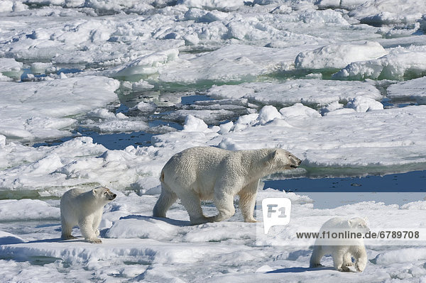 Eisbär oder Polarbär (Ursus maritimus)  Weibchen mit zwei Jungtieren  Svalbard-Archipel  Spitzbergen  Barentssee  Norwegen  Europa