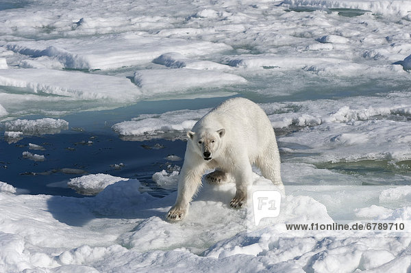 Eisbär oder Polarbär (Ursus maritimus)  Weibchen  auf Packeis  Svalbard-Archipel  Spitzbergen  Barentssee  Norwegen  Europa