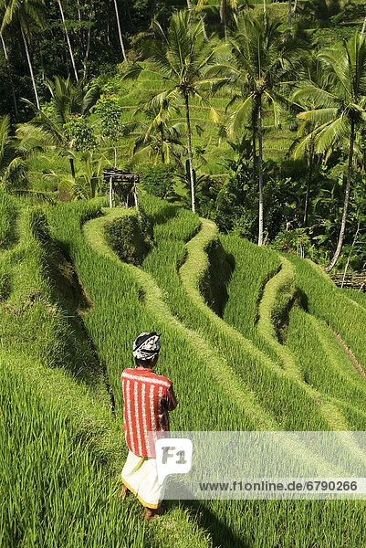 Indonesien  Bali  Reisfelder  Worker im Vordergrund.