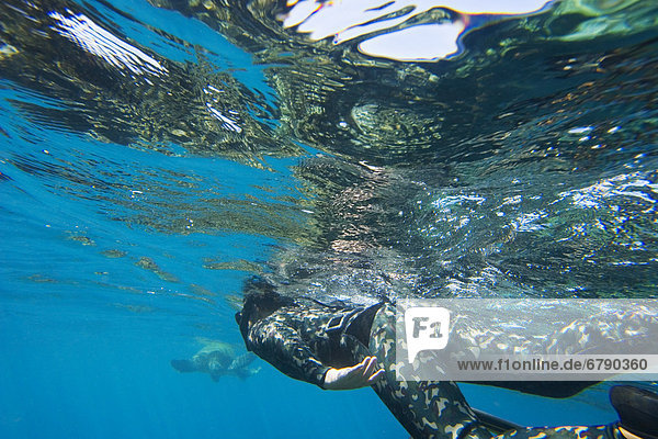 Hawaii  Maui  Makena  Spearfisher in blue ocean water  View from behind.