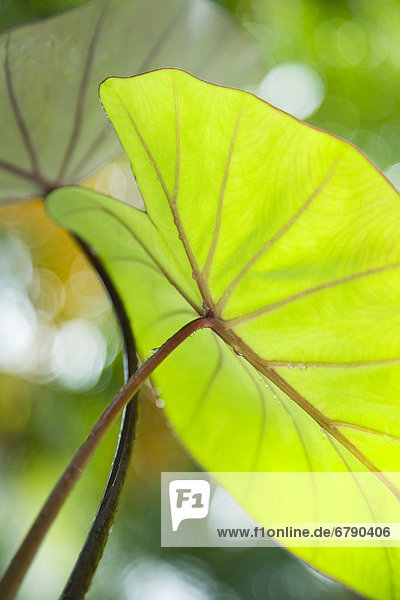 Hawaii  Oahu  Close-up of Taro Leaf.