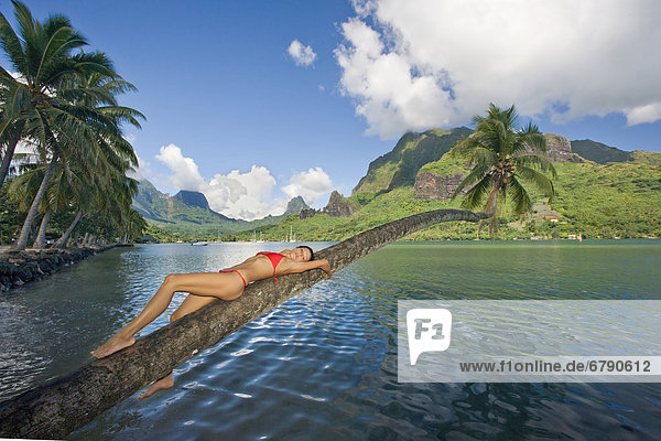 Französisch Polynesien  Tahiti  Moorea  schöne junge Frau auf einer Palme dargestellt.