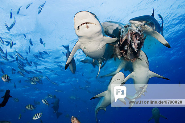 grau Köder essen essend isst Mikronesien Riff Hai