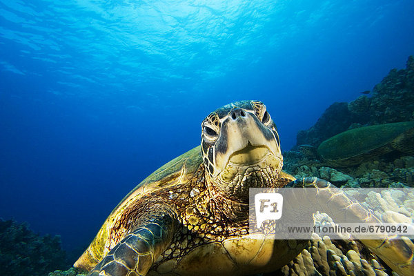 Hawaii  Green sea turtle (Chelonia mydas) above coral reef.