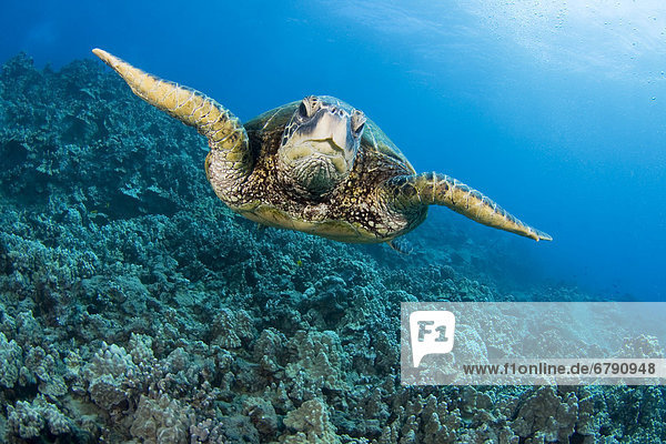 Wasserschildkröte Schildkröte Wasser grün Hawaii