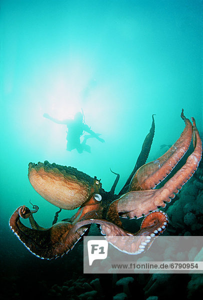 Kanada  British Columbia  Giant pacific Octopus mit Diver down anzeigen.