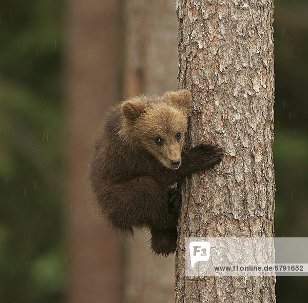 Junger Braunbär (Ursus arctos) klettert auf Baum  Karelien  Finnland  Europa
