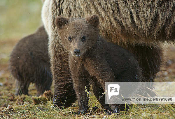 Junge Braunbären (Ursus arctos)  Karelien  Finnland  Europa