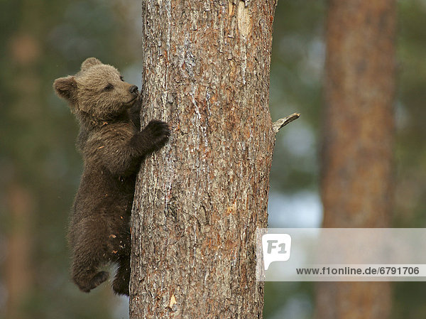 Junger Braunbär (Ursus arctos) klettert auf Baum  Karelien  Finnland  Europa