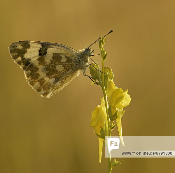 Resedafalter (Pontia edusa)  Bulgarien  Europa