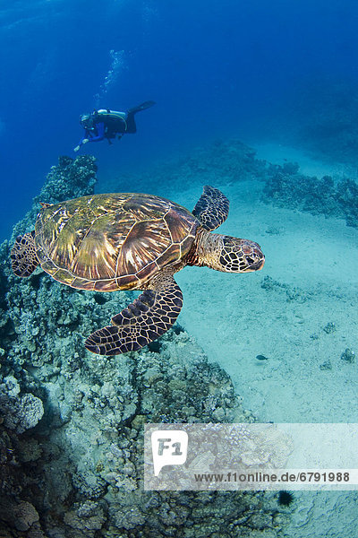 Hawaii  An endangered species  green sea turtles (Chelonia mydas) are a common sight in these waters.