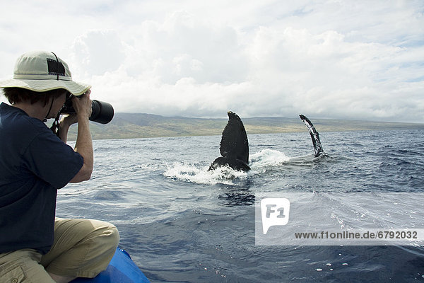 Hawaii  Maui  Lahaina  ein Photograher auf einer Walbeobachtung Boot von bekam eine Close up Blick auf das Protokollfragment ein Buckelwal (Megaptera Novaeangliae).