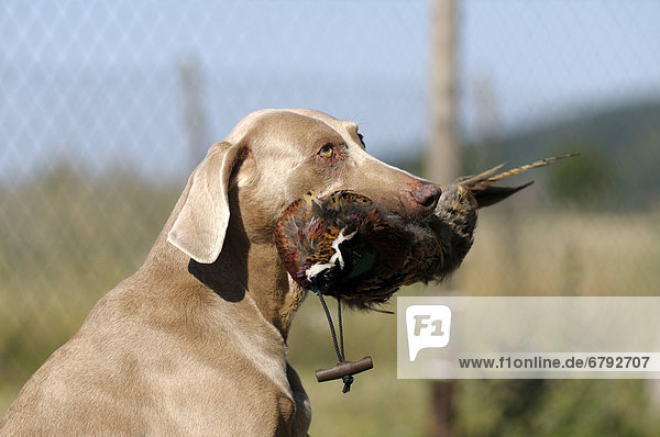 Weimaraner sitzt mit Fasanendummy im Fang