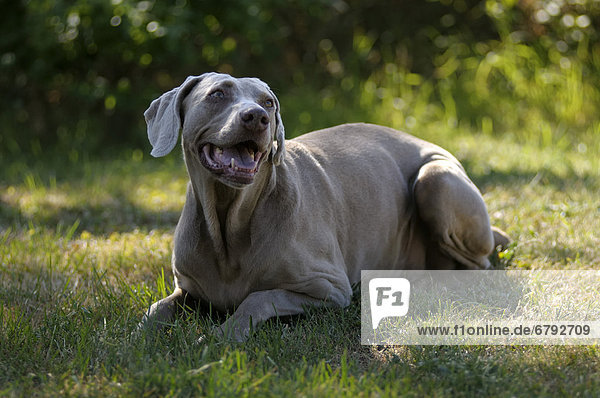Weimaraner liegt auf Wiese
