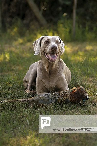 Weimaraner liegt auf Wiese, vor sich ein Fasanendummy