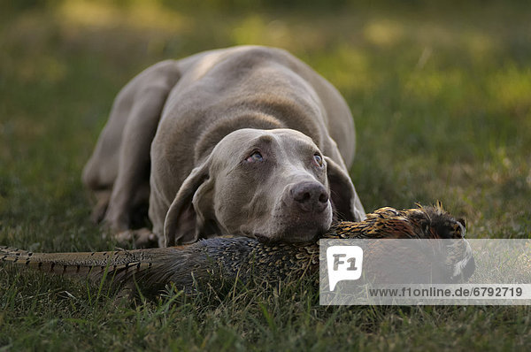 Weimaraner liegt auf Wiese mit dem Kopf auf Fasanendummy