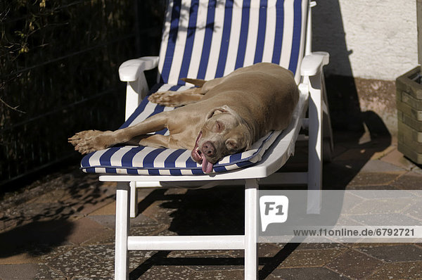 Weimaraner liegt entspannt auf Sonnenliege