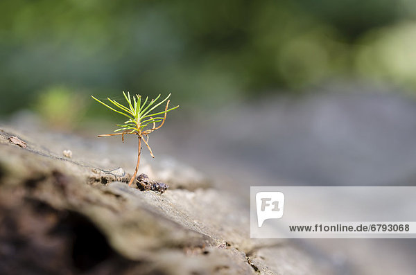 Kiefernsämling  Gemeine Kiefer  Rotföhre  Weißkiefer  Forche (Pinus sylvestris)  wachsend auf Baumstamm
