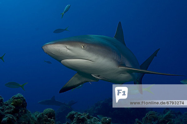 Caribbean  Bahamas  Caribbean Reef Shark (Carcharhinus perezi)  with fish.