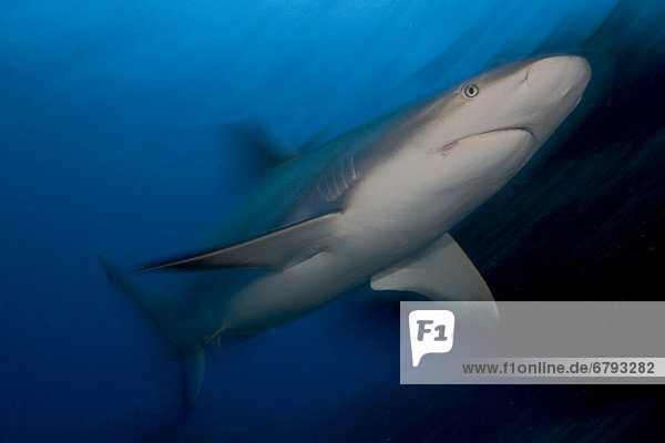 Caribbean  Bahamas  Caribbean Reef Shark (Carcharhinus perezi).