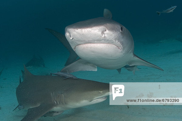 Caribbean  Bahamas  Little Bahama Bank  14 foot tiger shark [Galeocerdo cuvier]  and lemon shark (negaprion brevirostris).