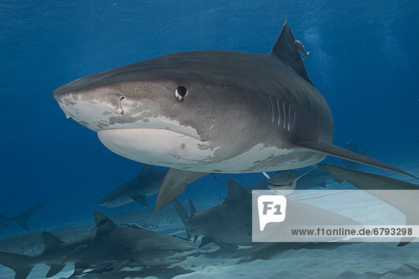 Caribbean  Bahamas  Little Bahama Bank  14 foot tiger shark [Galeocerdo cuvier]  more sharks behind.
