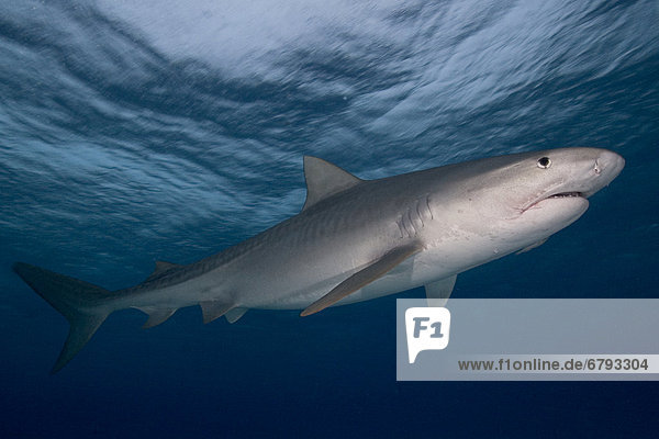 Caribbean  Bahamas  Little Bahama Bank  14 foot tiger shark [Galeocerdo cuvier].