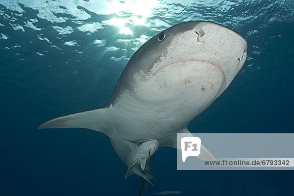Caribbean  Bahamas  Little Bahama Bank  14 foot tiger shark [Galeocerdo cuvier]  with remora.