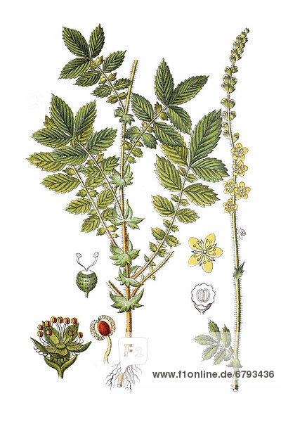 Gemeiner Odermennig  auch Ackerkraut oder Kleiner Odermennig (Agrimonia eupatoria)  Heilpflanze  historische Chromolithographie  ca. 1796