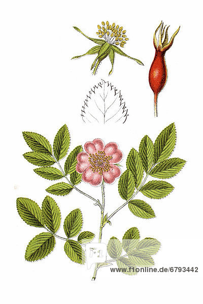 Gebirgs-Rose  auch Alpen-Rose  Alpenhecken-Rose  Berg-Rose oder Hängefrucht-Rose (Rosa pendulina)  Heilpflanze  historische Chromolithographie  ca. 1796
