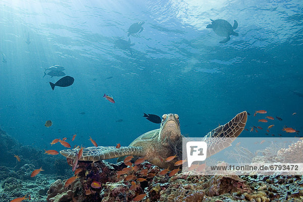 Wasserschildkröte Schildkröte Tropisch Tropen subtropisch Fisch Pisces grün Malaysia Riff
