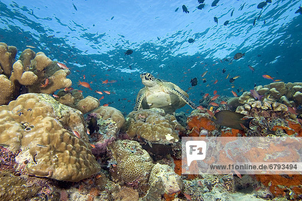 Wasserschildkröte Schildkröte Farbaufnahme Farbe grün Malaysia Riff Fischschwarm