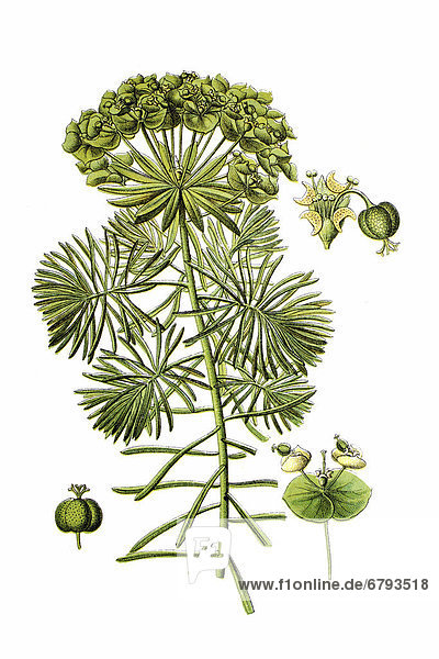 Zypressen-Wolfsmilch (Euphorbia cyparissias)  Heilpflanze  historische Chromolithographie  ca. 1796