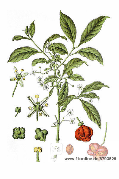 European spindle or common spindle (Euonymus europaeus)  medicinal plant  historical chromolithography  ca. 1796