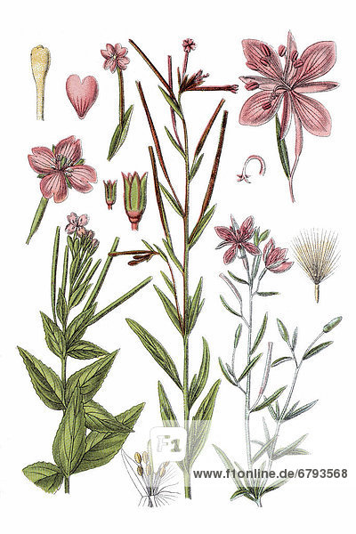 Left: marsh willowherb (Epilobium palustre)  Middle: willowherb (Epilobium trigonum)  right: Alpine Willowherb (Epilobium fleischeri)  medicinal plant  historical chromolithography  ca. 1796