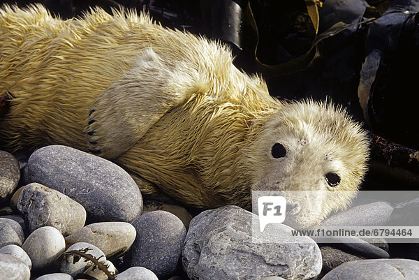 Scotland  Orkney Islands  a gray seal (Halichoerus grypus) pup is tended by itÆs mother on the beach until it molts.