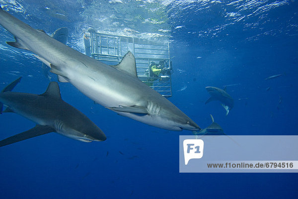 Hawaii  Galapagos sharks (Carcharhinus galapagensis) circle diver in cage.