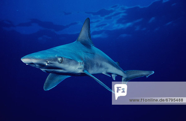 nahe  Bodenhöhe  durchsichtig  transparent  transparente  transparentes  Wasser  blau  Sandbank  Hawaii  Hai
