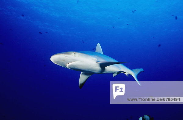 Hawaii  Gray Reef Shark (Carcharhinus amblyrhynchos) in clear blue ocean water.
