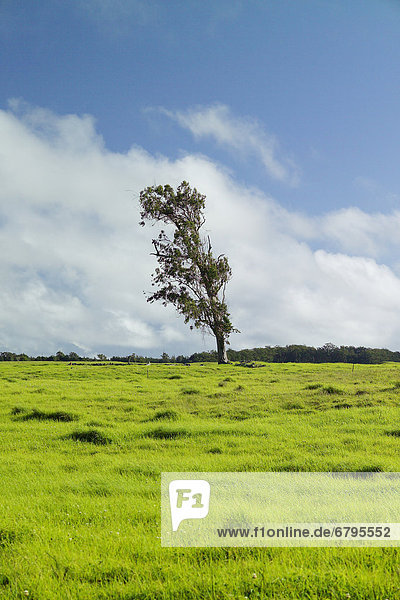 Hawaii  Big Island  Baum  Wachstum  Wiese  Eukalyptus  Hawaii  alt  Waimea