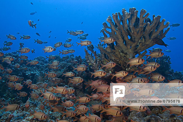 Hawaii  Maui  Schooling bigscale soldierfish (Myripristis berndti) above coral reef.