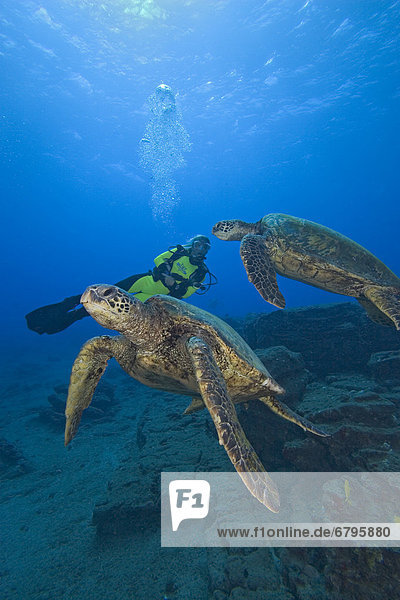 Wasserschildkröte Schildkröte grün 2 schwimmen
