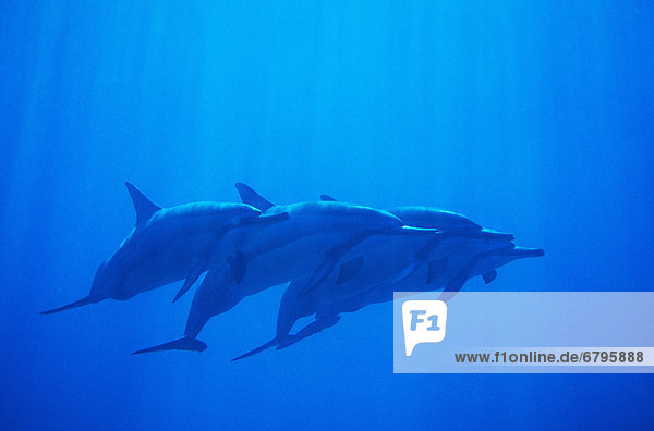 Hawaii  Dolphin pod swimming together underwater.
