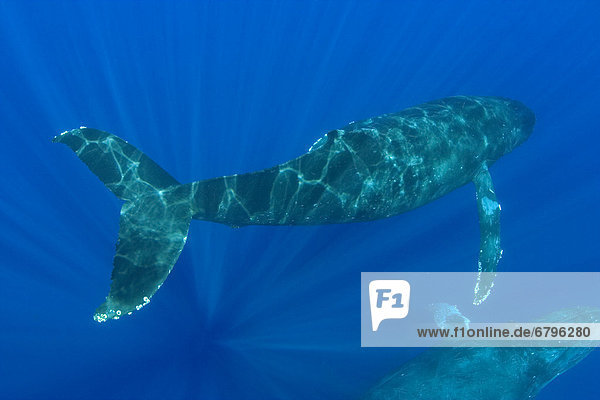 Hawaii  Two humpback whales (megaptera novaeangliae) swimming in deep blue ocean.